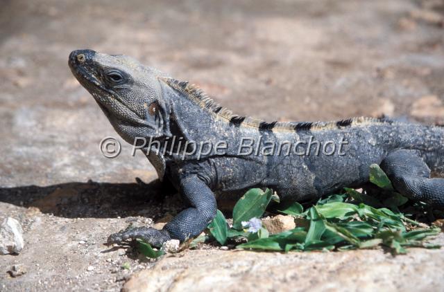 ctenosaura hemilopha.JPG - Iguane à queue épineuse du CapCtenosaura hemilophaSpiny-tailed IguanaMexique